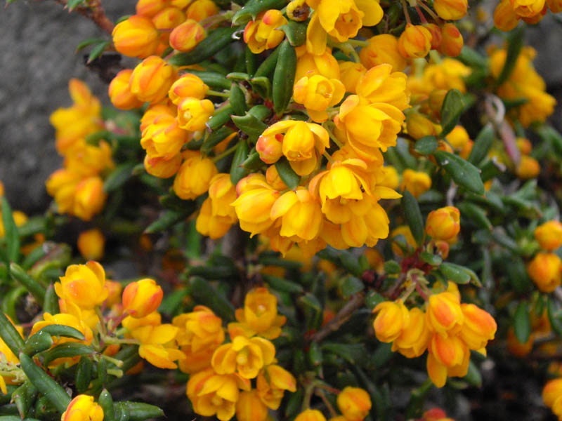 Berberis